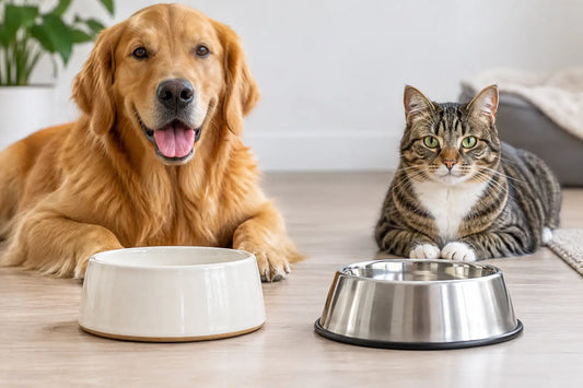 Ceramic Versus Stainless Pet Bowls: Which Is Best?