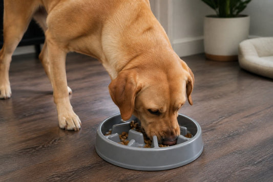 Slow Feeder Bowls for Fast Eaters: A Complete Guide