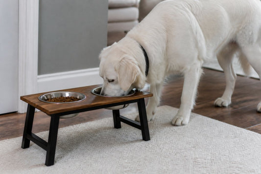 What Are the Benefits of Elevated Dog Bowls?