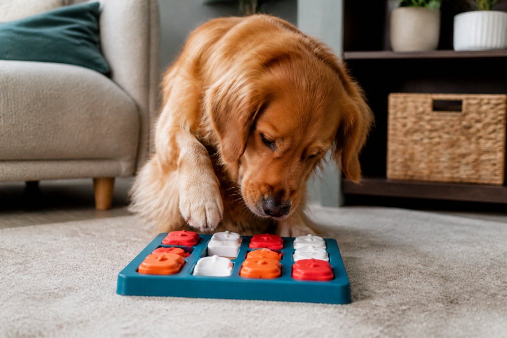 Why Dogs Need Puzzle Toys for Boredom