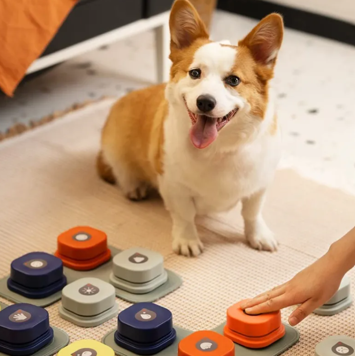 Interactive Pet Training Toy