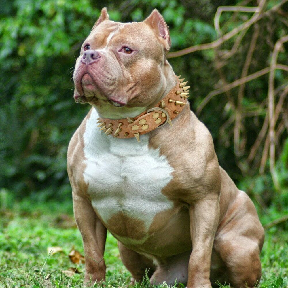Fashionable Anti-Bite Dog Collar Chain for Protection