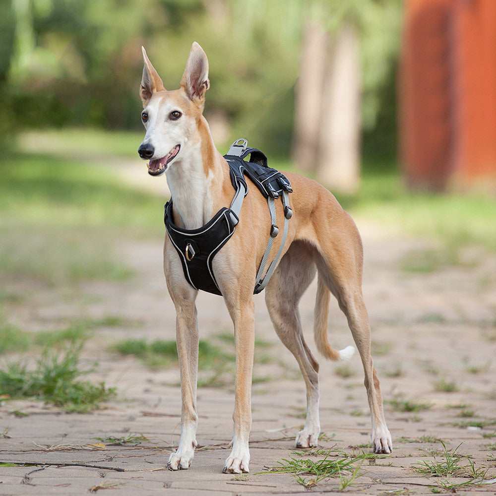 Adjustable Nylon Dog Harness and Leash Set