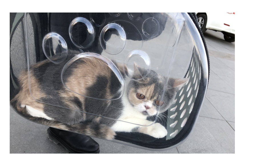 Transparent EVA Pet Backpack Carrier – Cats & Dogs
