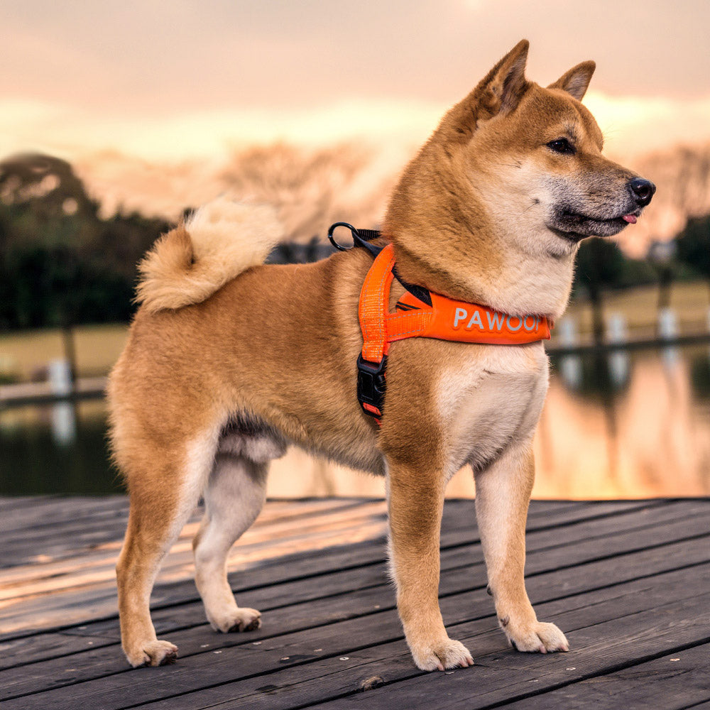 Adjustable Dog Harness and Leash Set, XS–XL