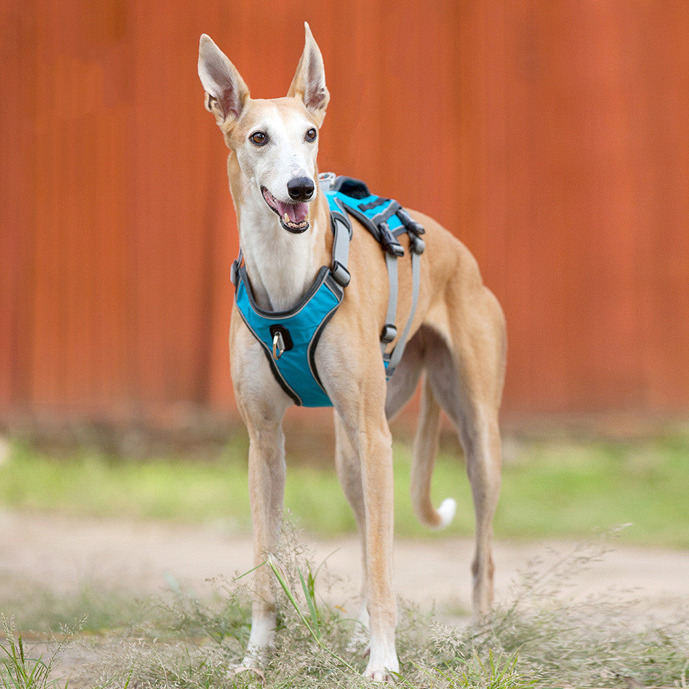Adjustable Nylon Dog Harness and Leash Set