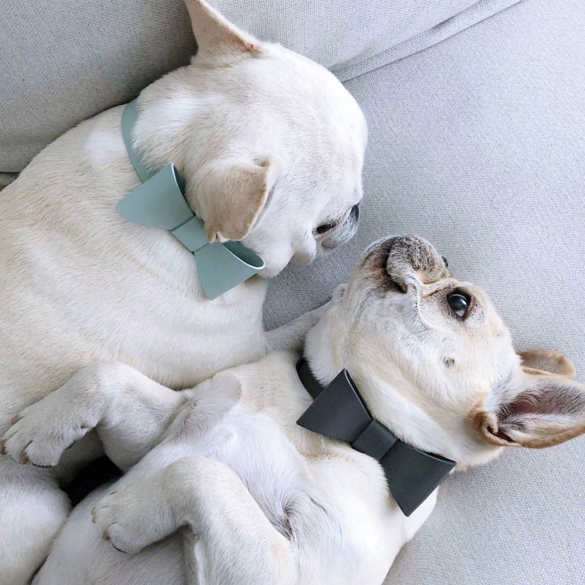 Set Collare e Guinzaglio con grazioso fiocco per animali domestici